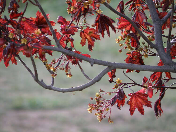 &quot;Crimson King&quot; Norway  Maple  leaves