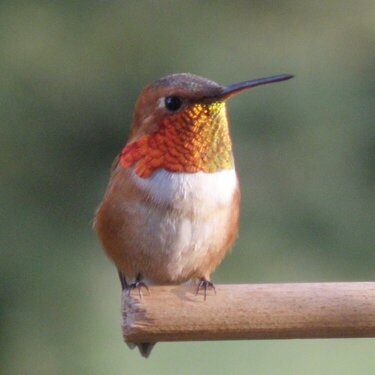 Rufous Hummingbird  #1
