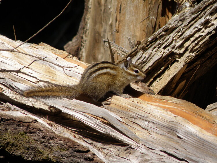 MINI MAY...POD...6 Could...Least Chipmunk