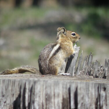 Golden-mantled Ground Squirrel  #1