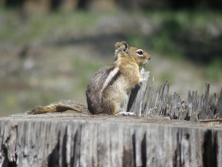 Golden-mantled Ground Squirrel  #1