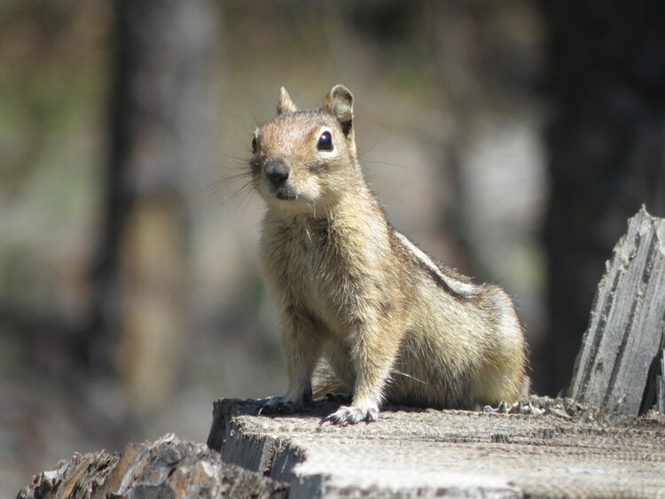 Golden-mantled Ground Squirrel  #2