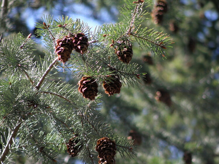 Douglas Fir cones