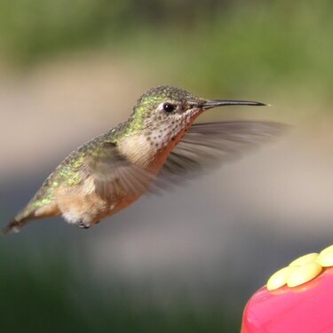 Hummingbird  #1
