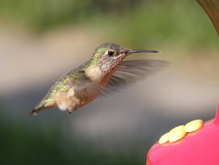 Hummingbird  #1