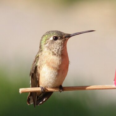 Hummingbird  #2