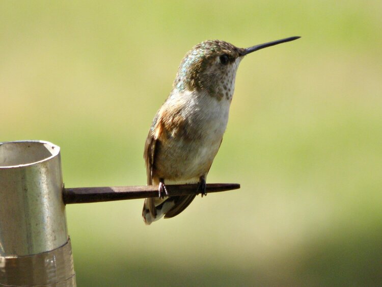 Hummingbird, right