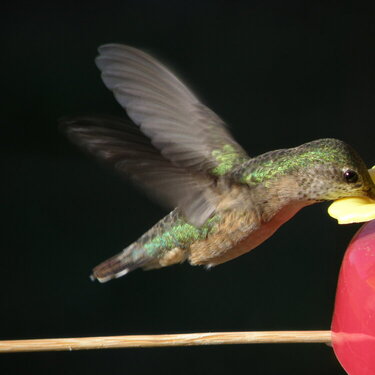 Hummingbird, drinking #2