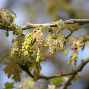 Oak leaves/Catkins