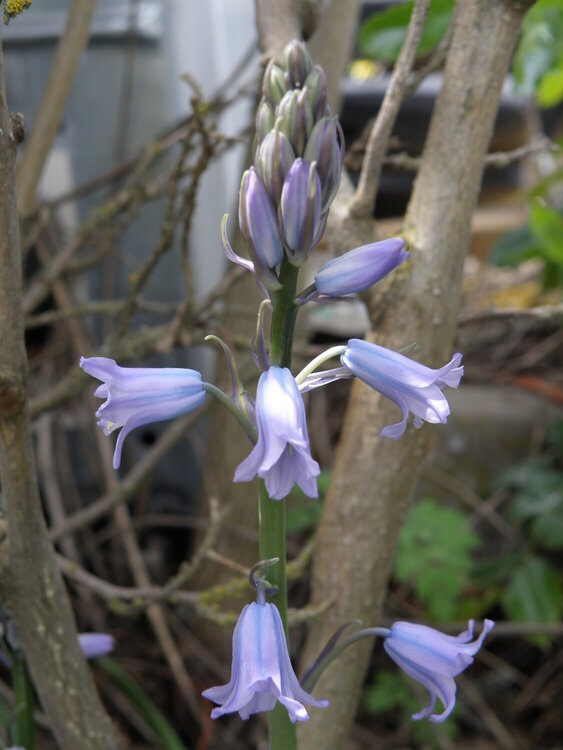 Wood Hyacinths #1