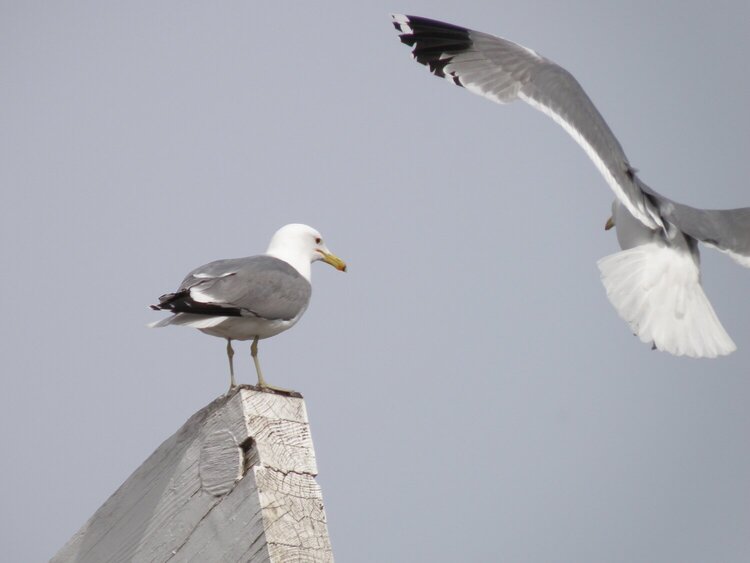 POD...MAY #4/15...Seagulls