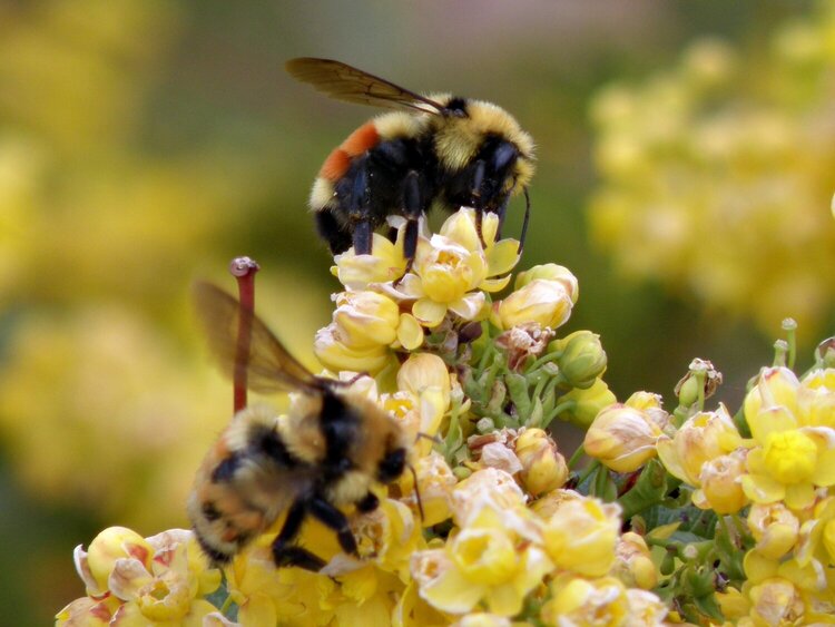 POD...MAY #15/15...Bumble bees