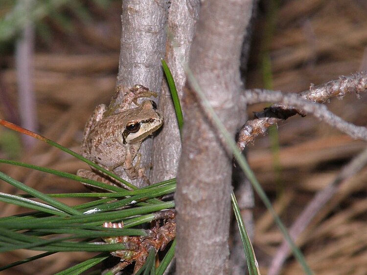 POD...MAY #11/15...Pacific Tree Frog
