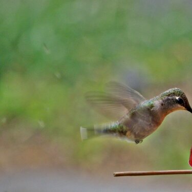 Hummingbird #2...5-27-10...Black-chinned female
