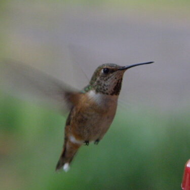 Hummingbird #1...5-27-10