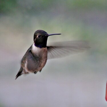 Black-chinned  Hummingbird   #1