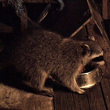 Raccoon...Staredown w/Cats