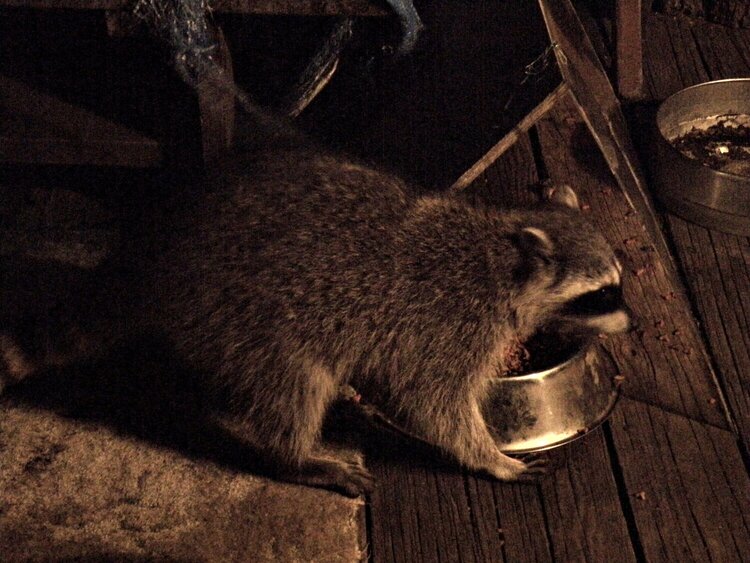 Raccoon...Staredown w/Cats