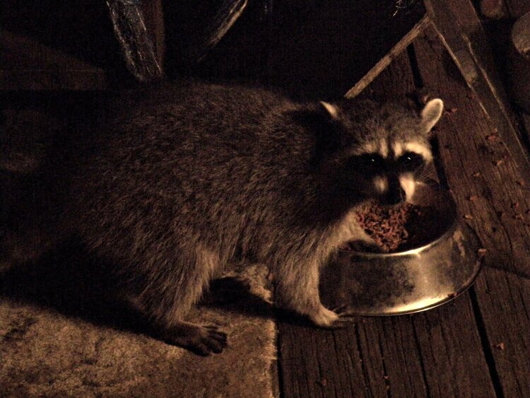 JFF...POD...Raccoon/Ooops, busted!