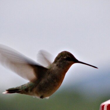 Hummingbird..6-1-10