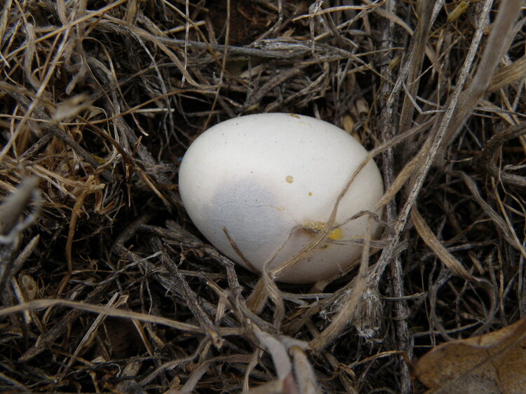 MINI JUNE...POD...5 Holder...Bird&#039;s egg