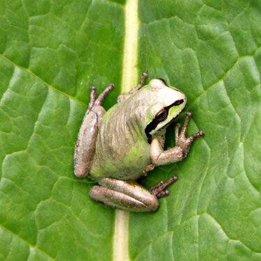 MINI JUNE...POD...15 Sticky...Pacific Tree Frog
