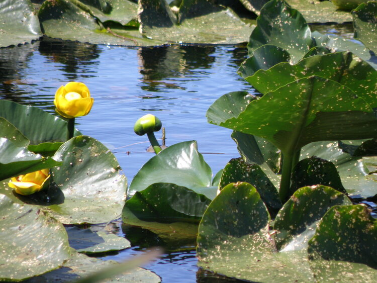 Yellow Water-lilies