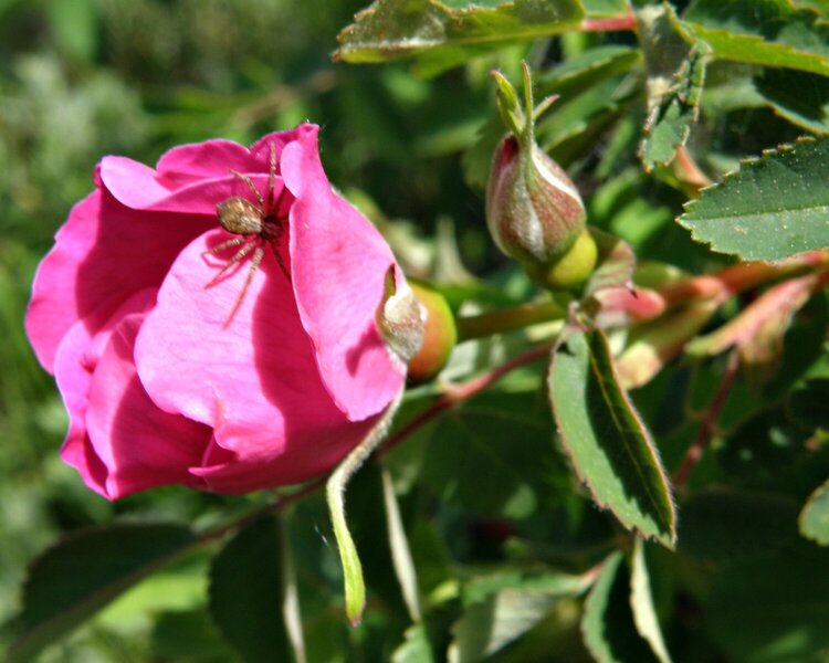 Wild Rose bud/Spider