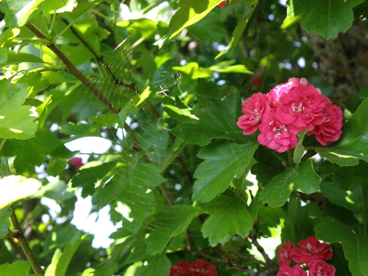 POD...JUNE #14/15...English Hawthorn flowers/Spider web