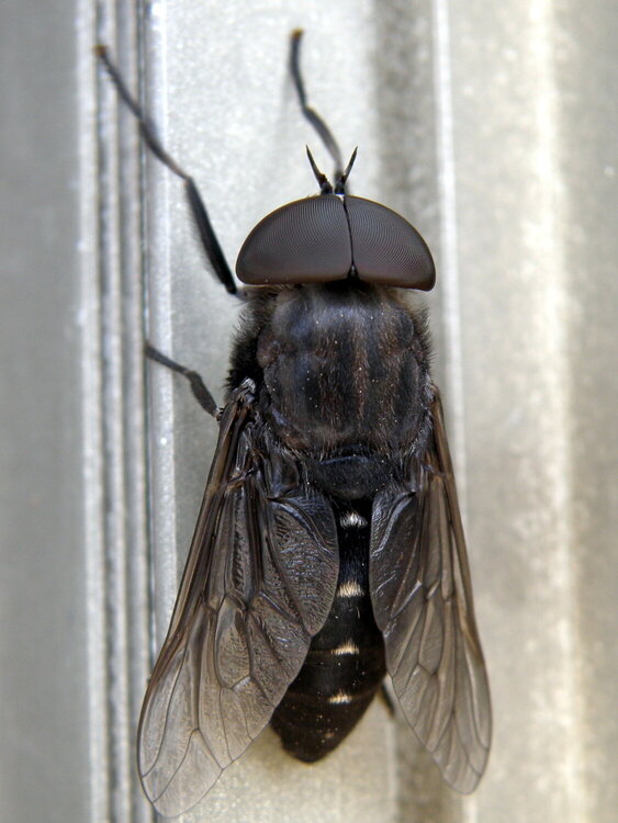 JUN 2020 #5 Horsefly