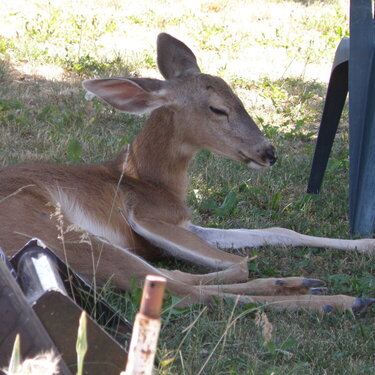 Deer ~ It must be nap time...