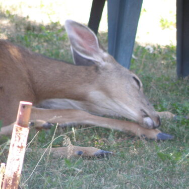 Deer ~ I&#039;ll just rest for a  second