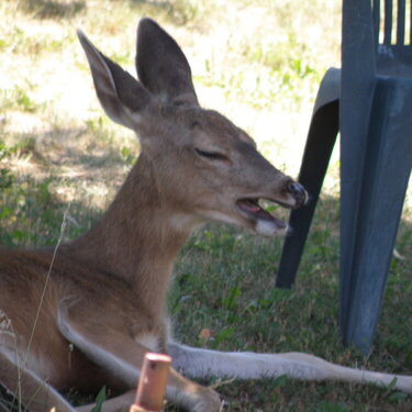 Deer ~ Big ol&#039; yawn