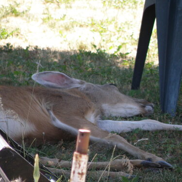 Deer ~ Just a few more  minutes!