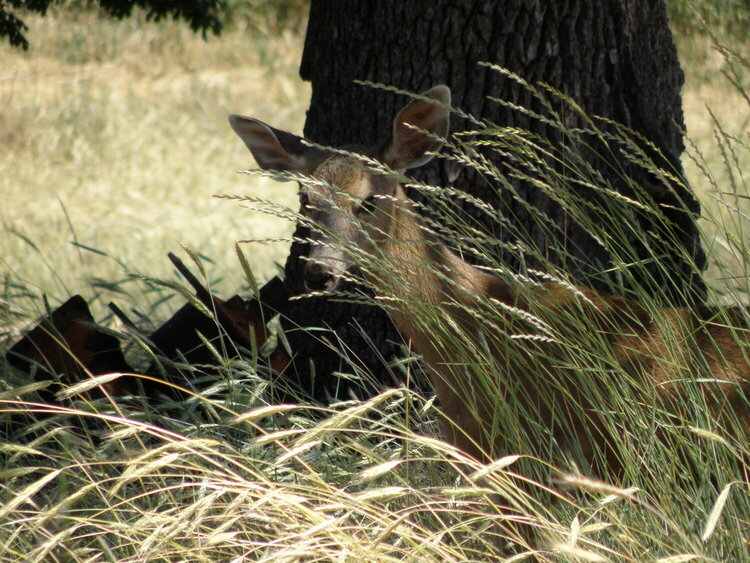 Deer ~ Watching me, watch her.