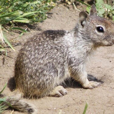POD...JULY #4/15...California Ground Squirrel
