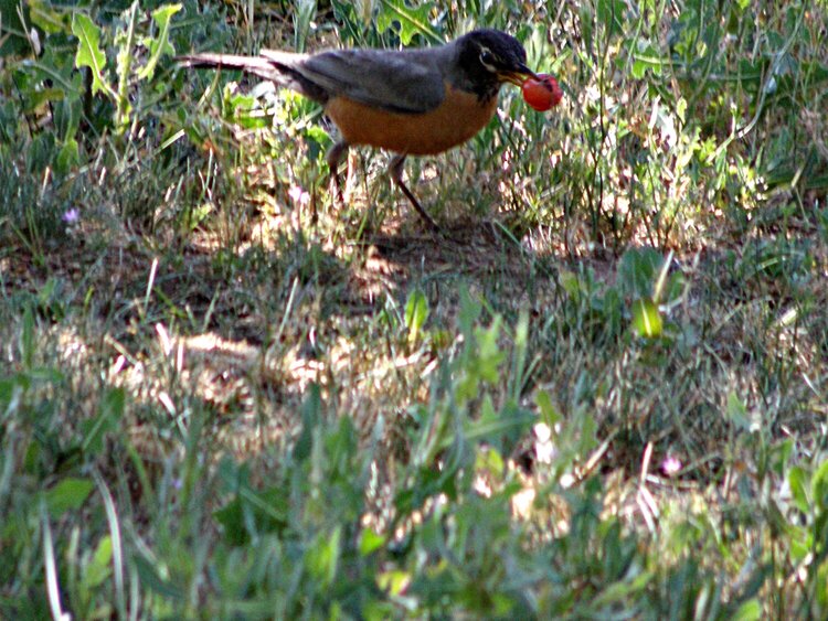 Robin with a cherry