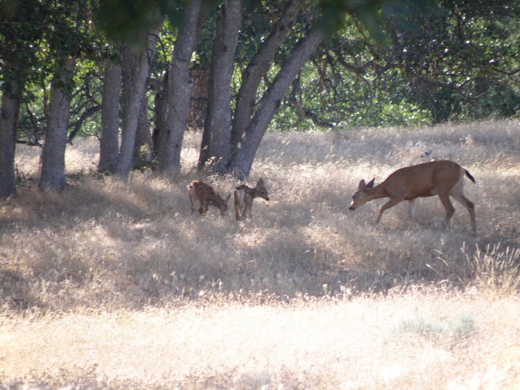 JFF...[POD]...7-8-09...Doe &amp; twin fawns