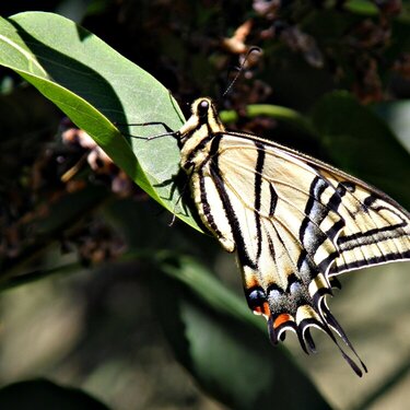 POD...JULY #4/15...Butterfly