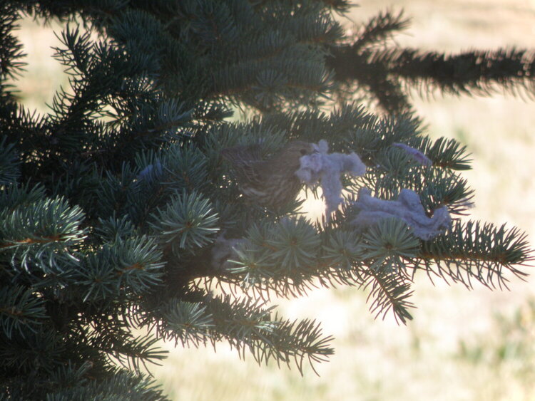 House Finch