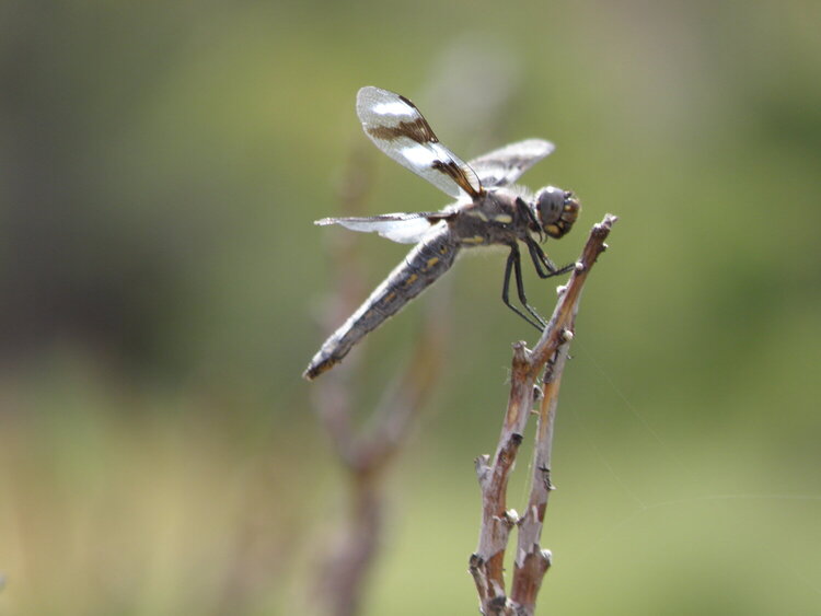 Dragonfly #1