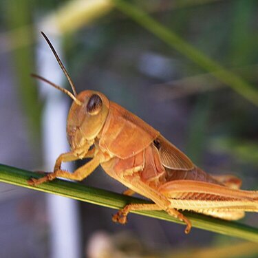 POD...JULY #15/15...Grasshopper