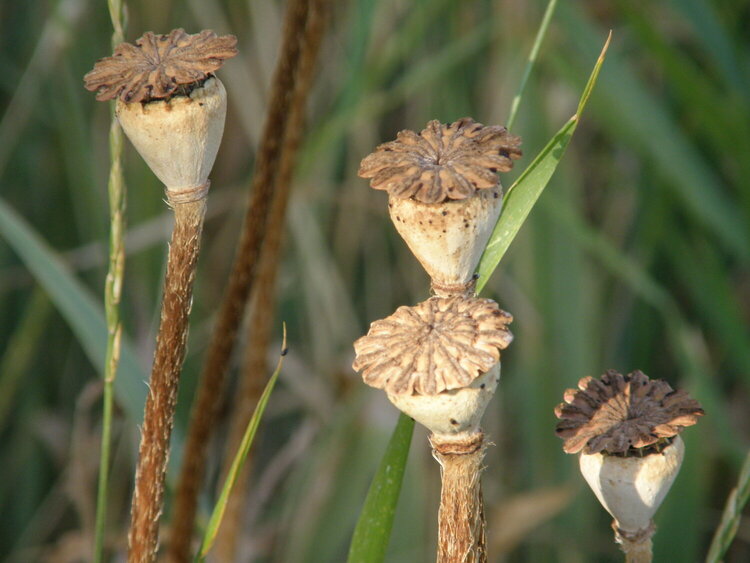 Oriental  Poppy  pods