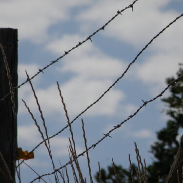 Clouds &amp;  barbed wire  fence