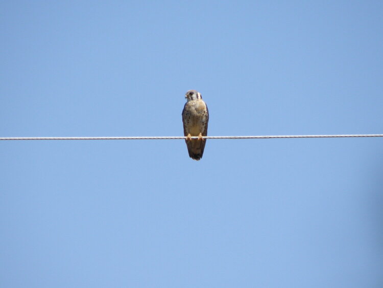 American Kestrel