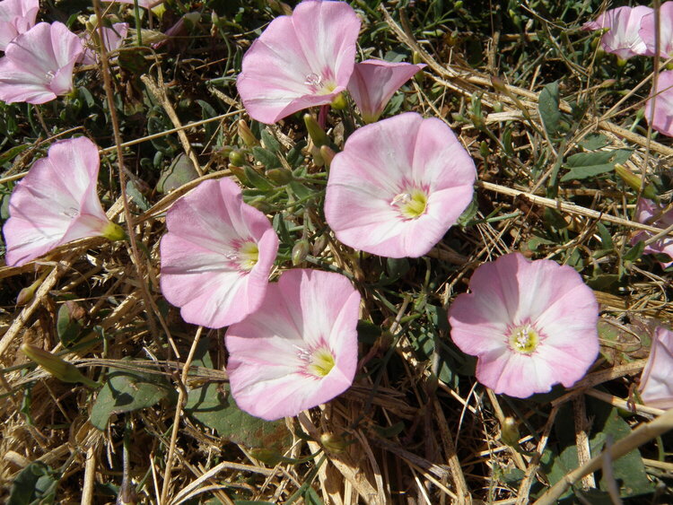 Field Bindweed ~ opened