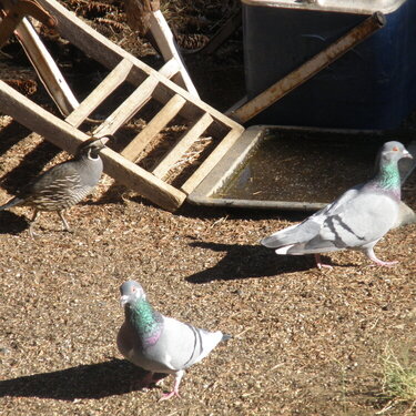 quail ~ pigeons