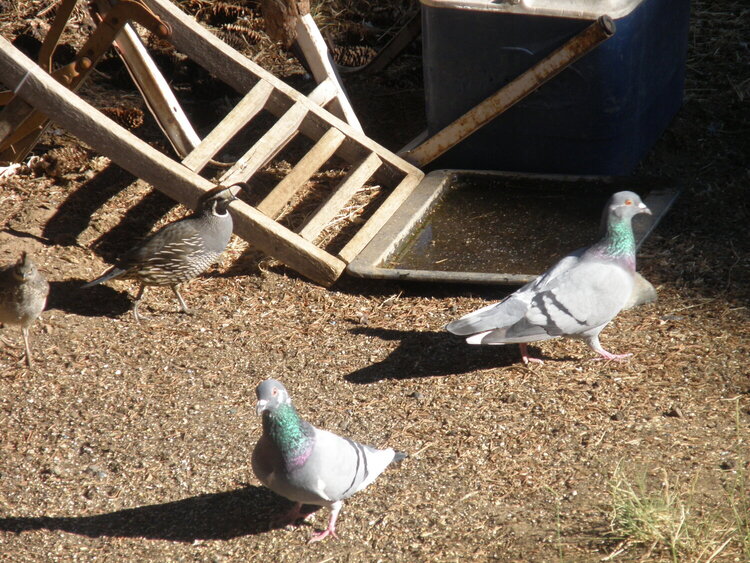 quail ~ pigeons