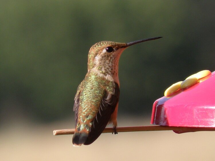 POD...JULY #15/15...Hummingbird