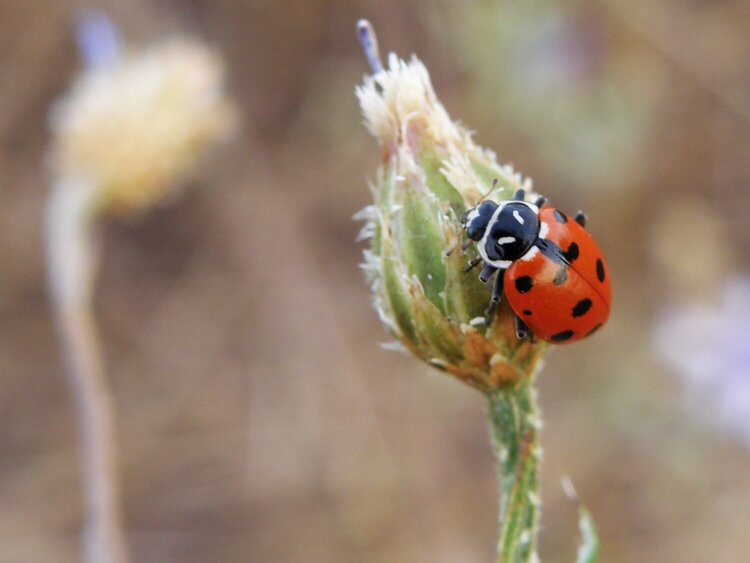 POD...JULY #19/19...Ladybug